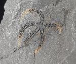 Ophiura sp. LAMARCK 1801 - Bild © FossNet FossilienStore